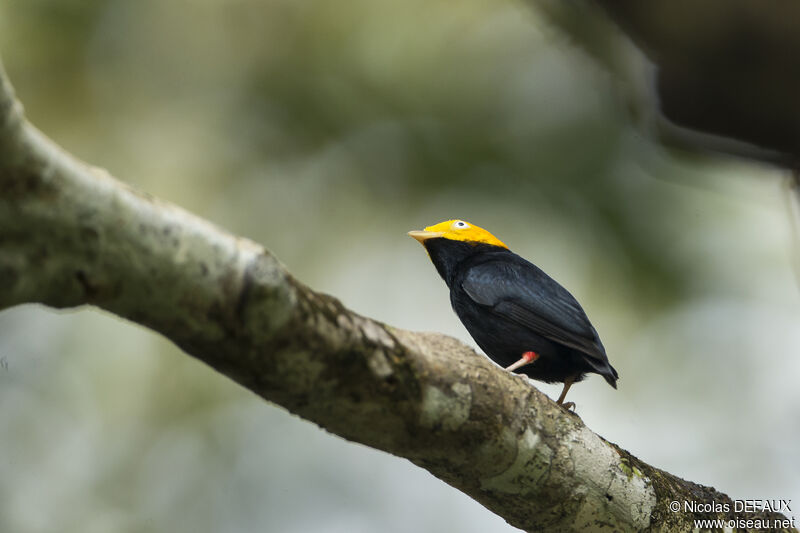 Manakin à tête d'or mâle adulte, portrait