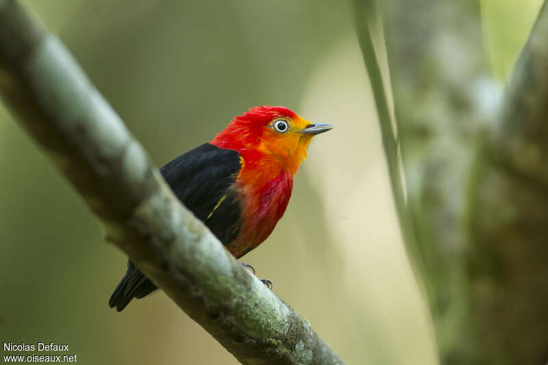 Crimson-hooded Manakin male adult