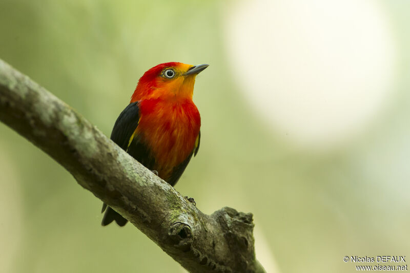 Manakin auréole mâle adulte