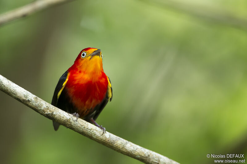 Crimson-hooded Manakinadult, close-up portrait