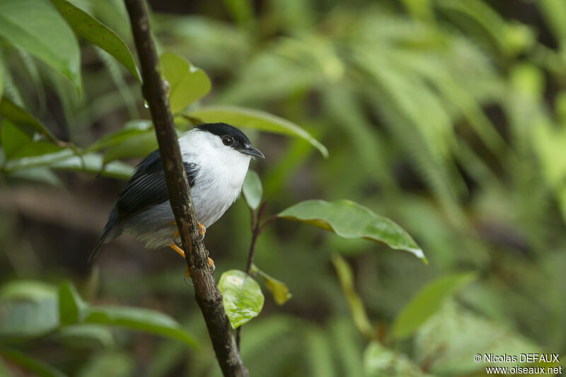 White-bearded Manakin male