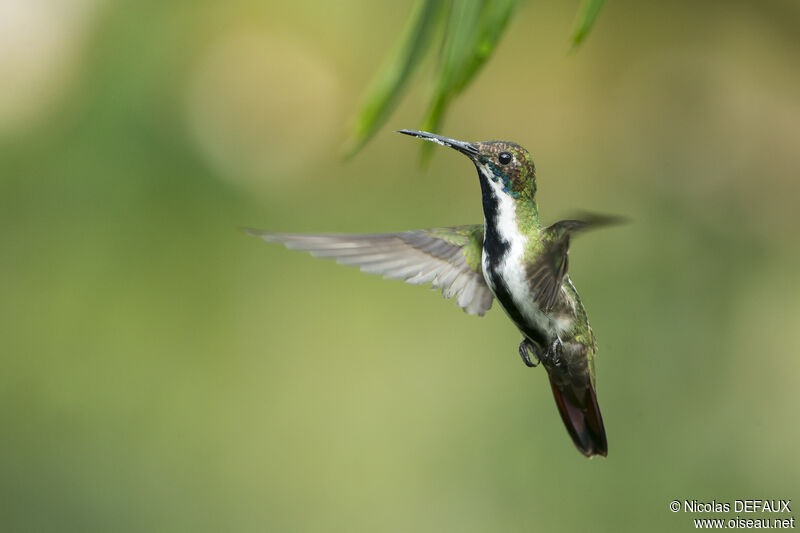 Black-throated Mango, Flight