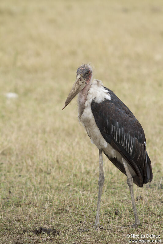 Marabou Stork