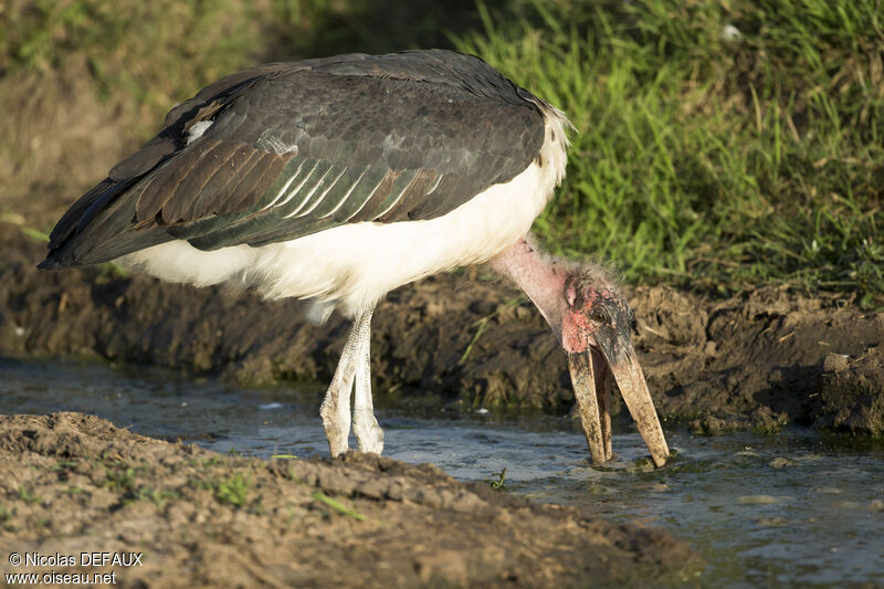 Marabou Storkadult, eats