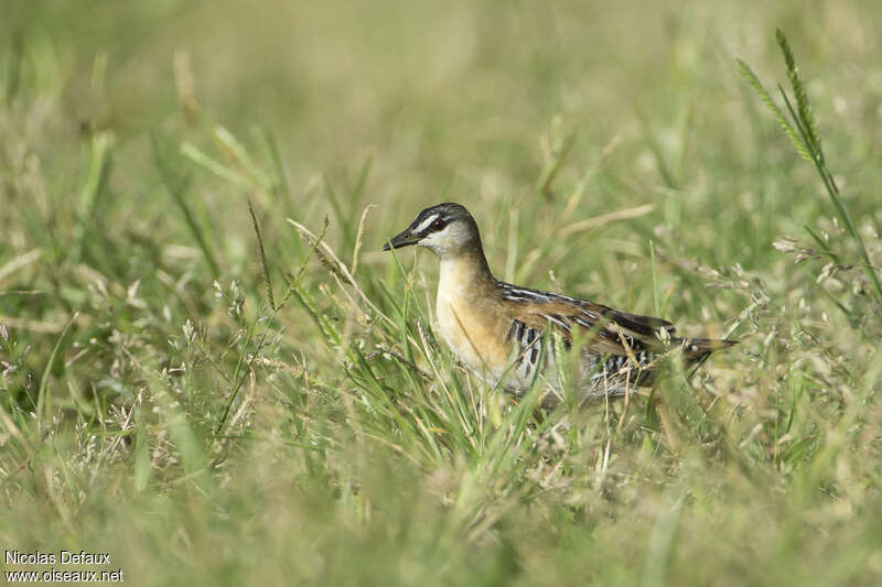 Yellow-breasted Crakeadult, Behaviour