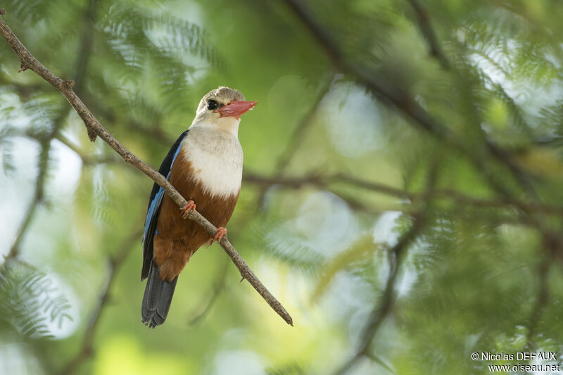 Grey-headed Kingfisheradult, close-up portrait