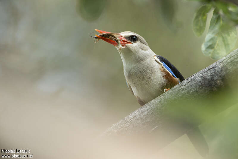 Grey-headed Kingfisheradult, close-up portrait, feeding habits, eats