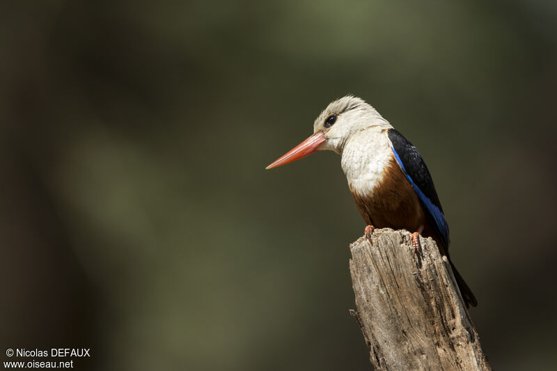 Grey-headed Kingfisheradult, close-up portrait