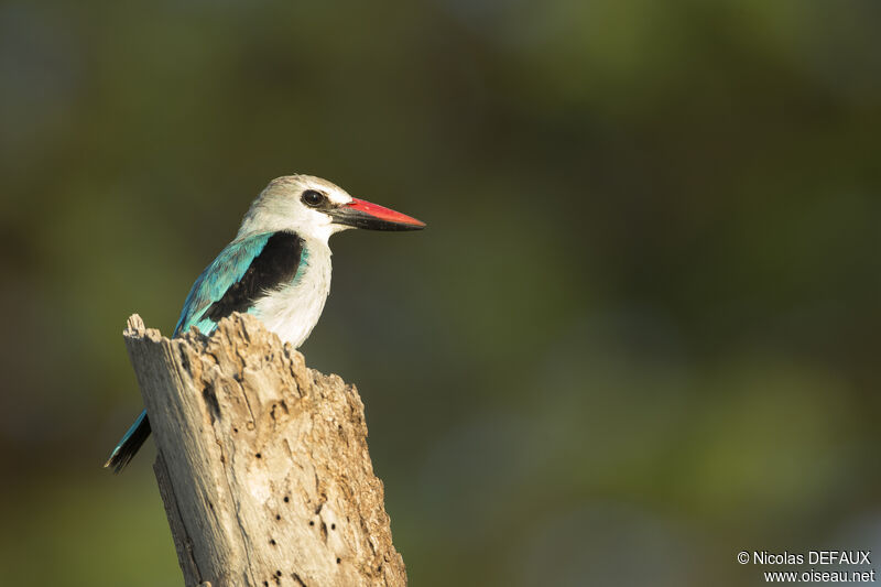 Martin-chasseur du Sénégaladulte, portrait