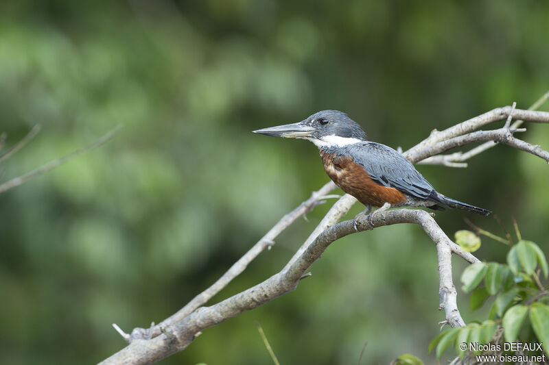 Ringed Kingfisher