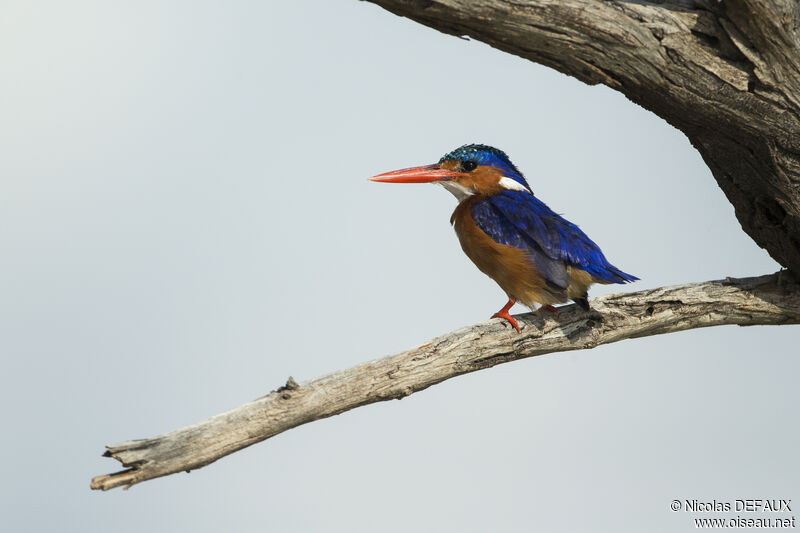 Malachite Kingfisher, close-up portrait