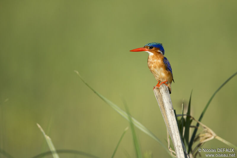 Malachite Kingfisher, close-up portrait