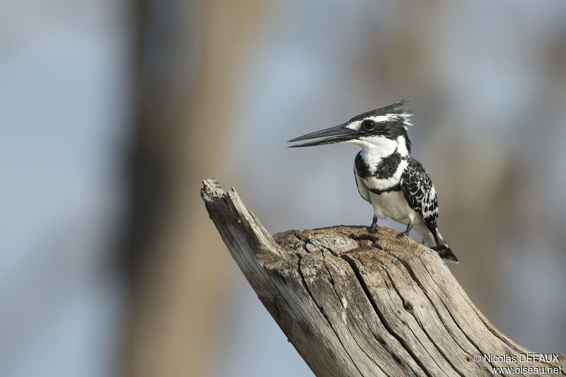 Pied Kingfisher, close-up portrait