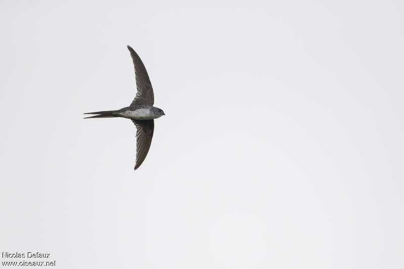 Fork-tailed Palm Swift, Flight