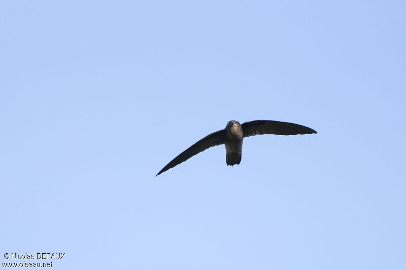 Band-rumped Swift, Flight, eats