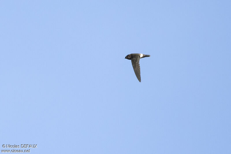 Band-rumped Swift, Flight, eats