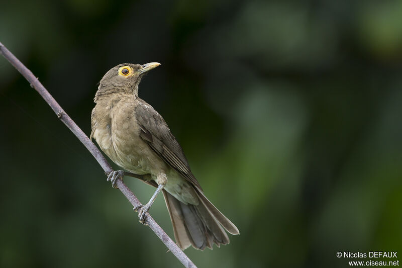 Spectacled Thrush, identification