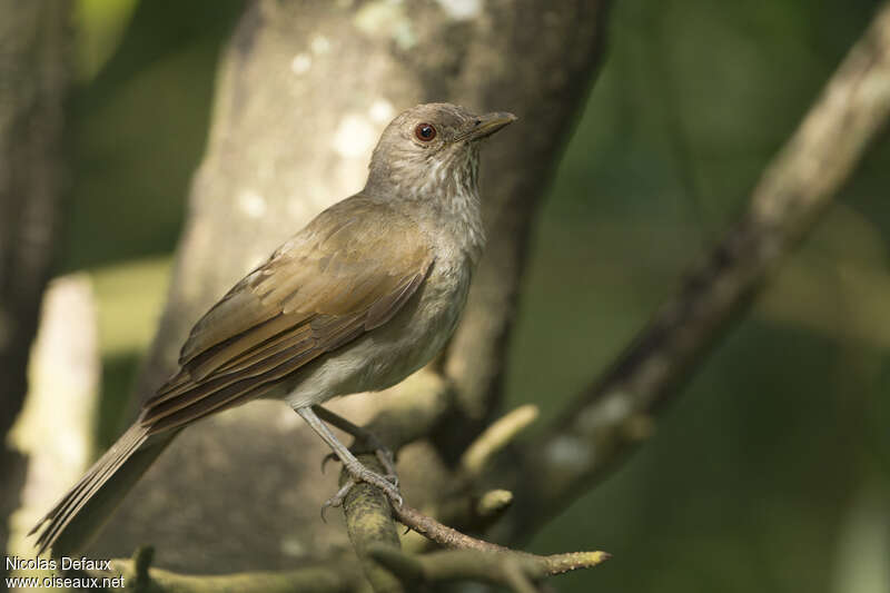 Merle leucomèleadulte, identification