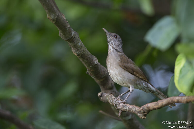 Pale-breasted Thrush