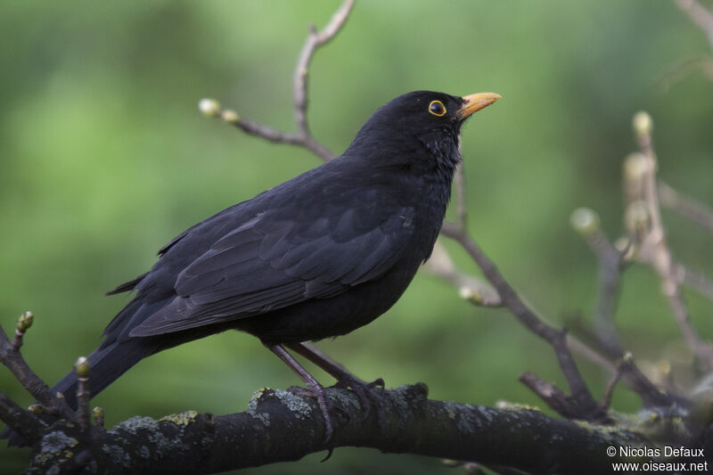 Common Blackbird