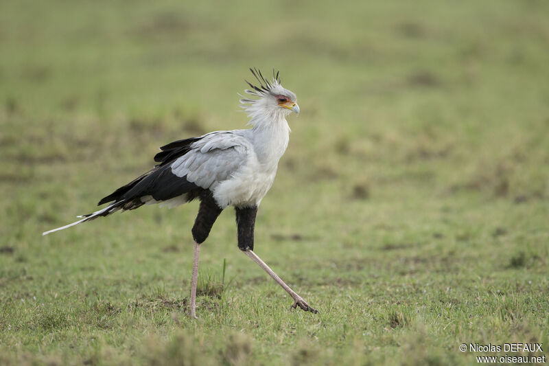 Secretarybird