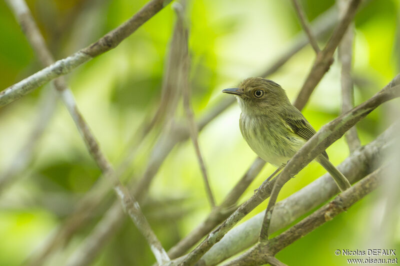 Helmeted Pygmy Tyrant