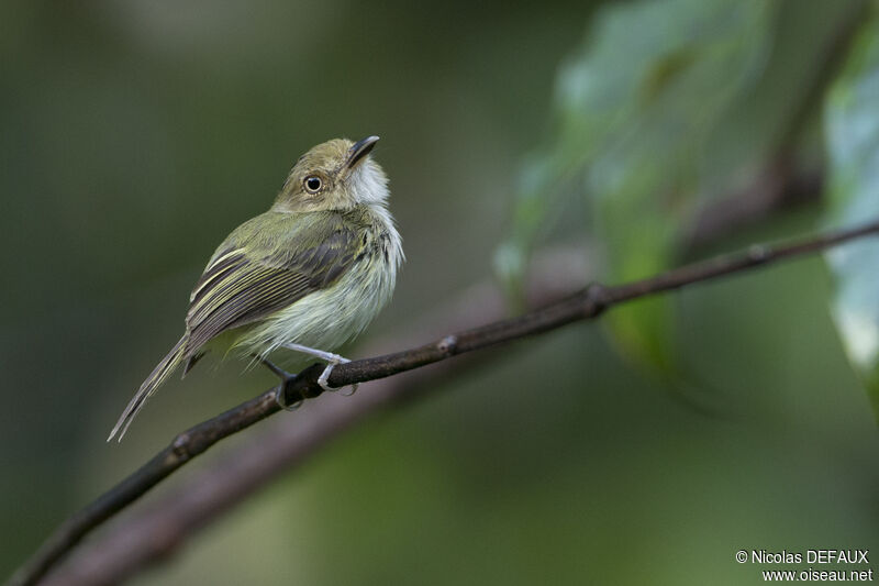 Helmeted Pygmy Tyrant