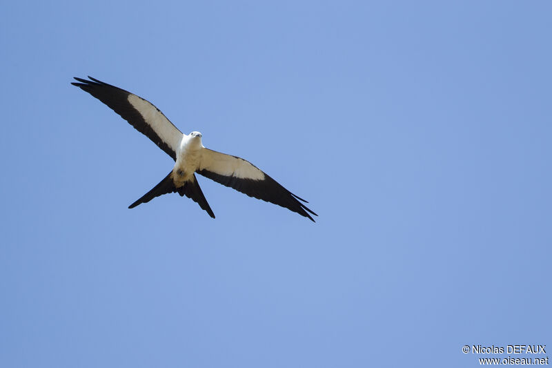 Swallow-tailed Kiteadult, Flight