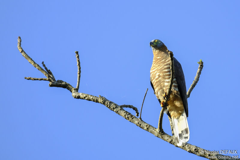 Hook-billed Kite female adult