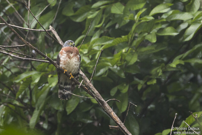 Double-toothed Kite