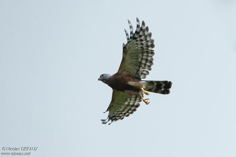 Double-toothed Kite, Flight