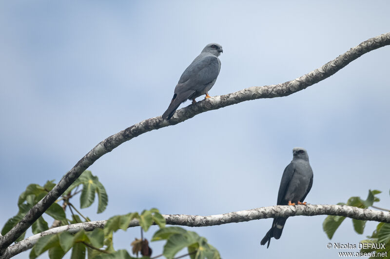 Plumbeous Kite