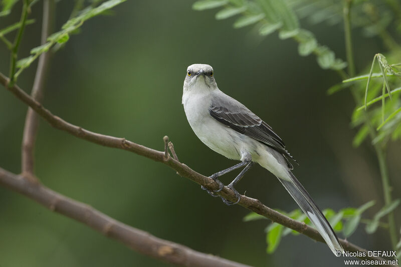 Tropical Mockingbird