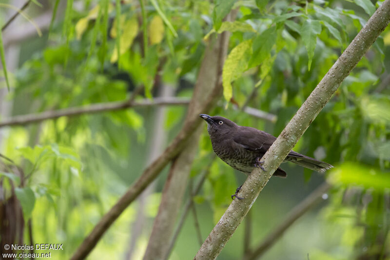 Scaly-breasted Thrasher, identification