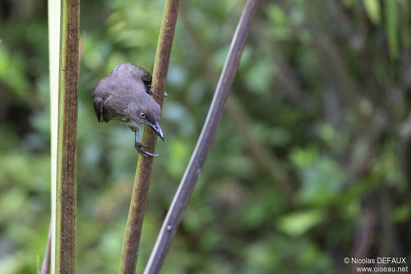 Scaly-breasted Thrasher, identification