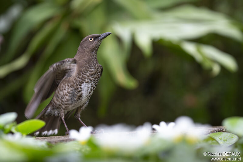 Scaly-breasted Thrasher, close-up portrait