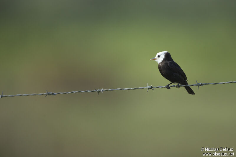 White-headed Marsh Tyrant