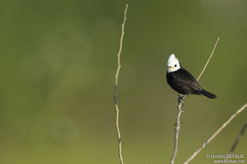 White-headed Marsh Tyrantadult