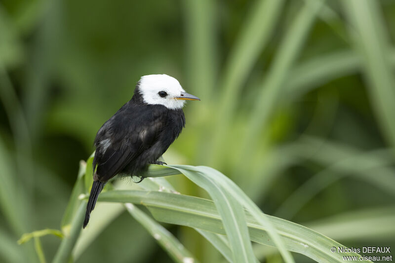 White-headed Marsh Tyrant, close-up portrait