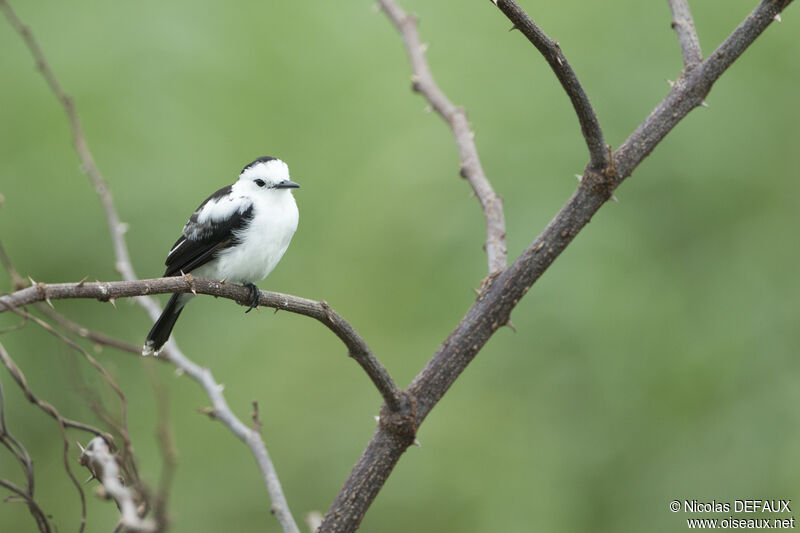 Pied Water Tyrant