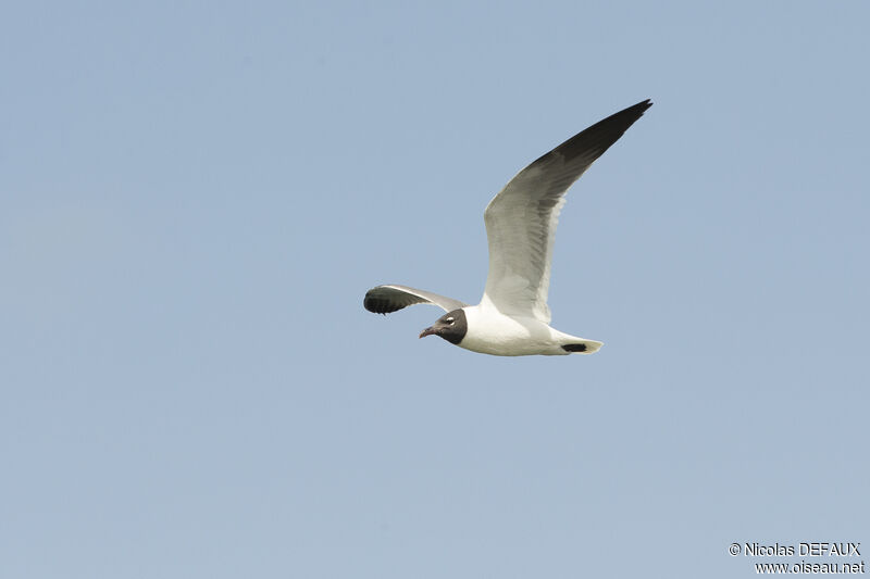 Laughing Gull, Flight