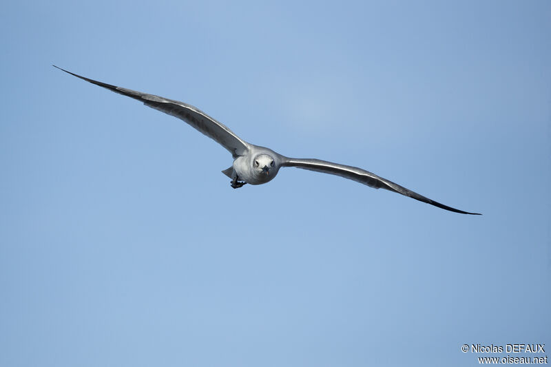 Laughing Gull, Flight