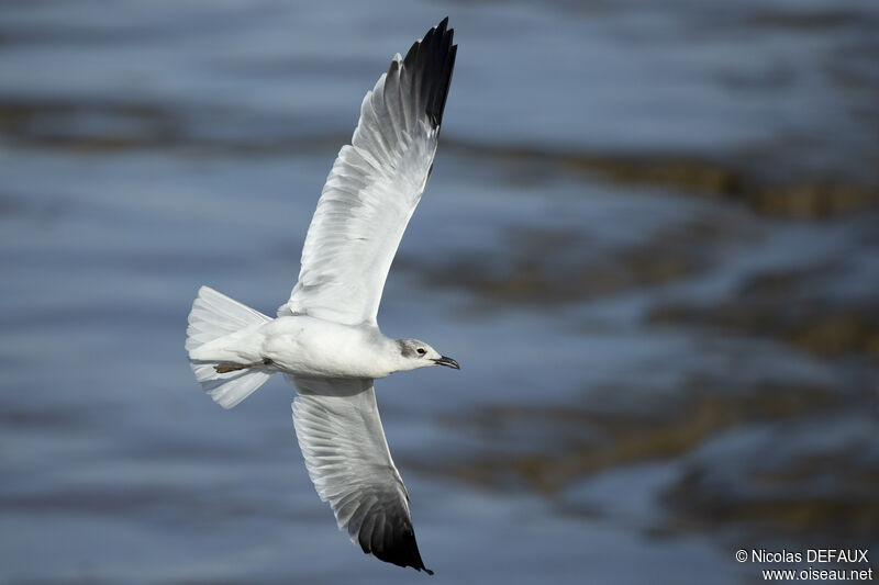 Mouette atricille, Vol