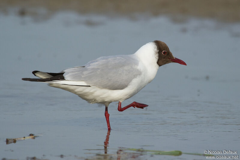 Mouette rieuse