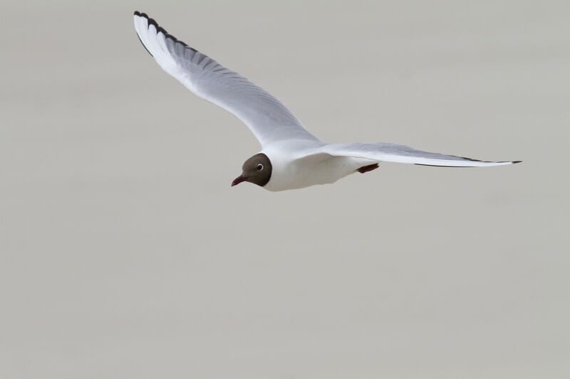 Black-headed Gull