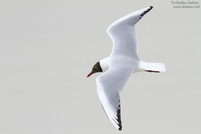 Mouette rieuse, Vol