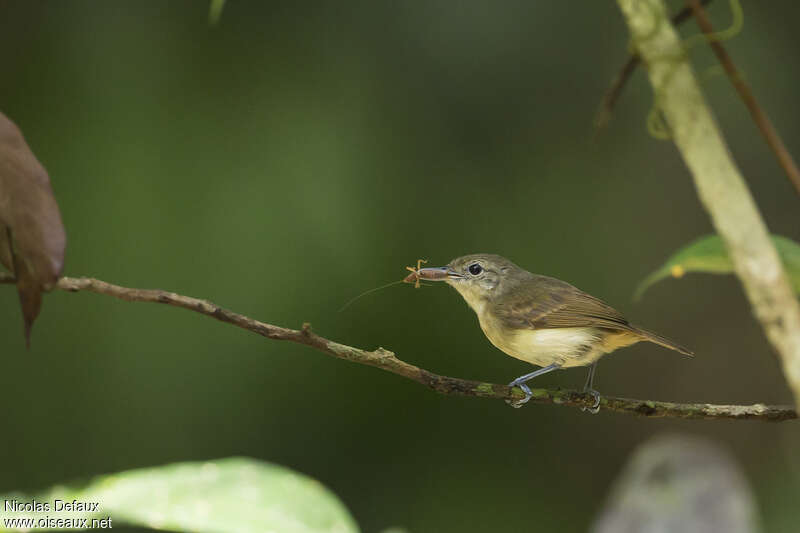 White-flanked Antwren female adult, feeding habits