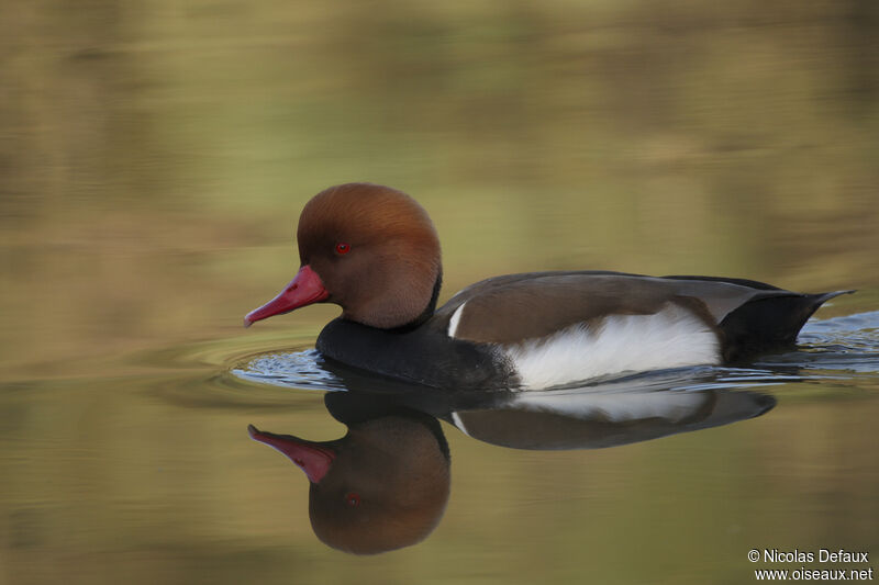 Red-crested Pochard