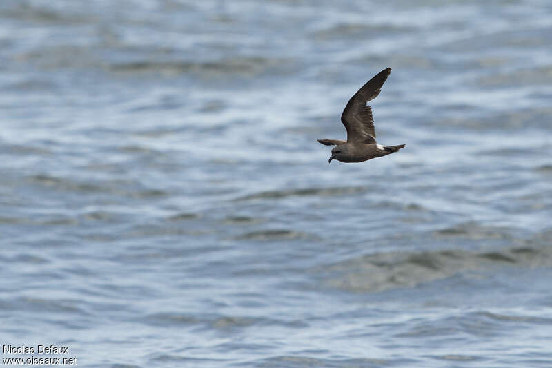 Leach's Storm Petrel, pigmentation, Flight