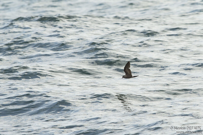 Leach's Storm Petrel, Flight